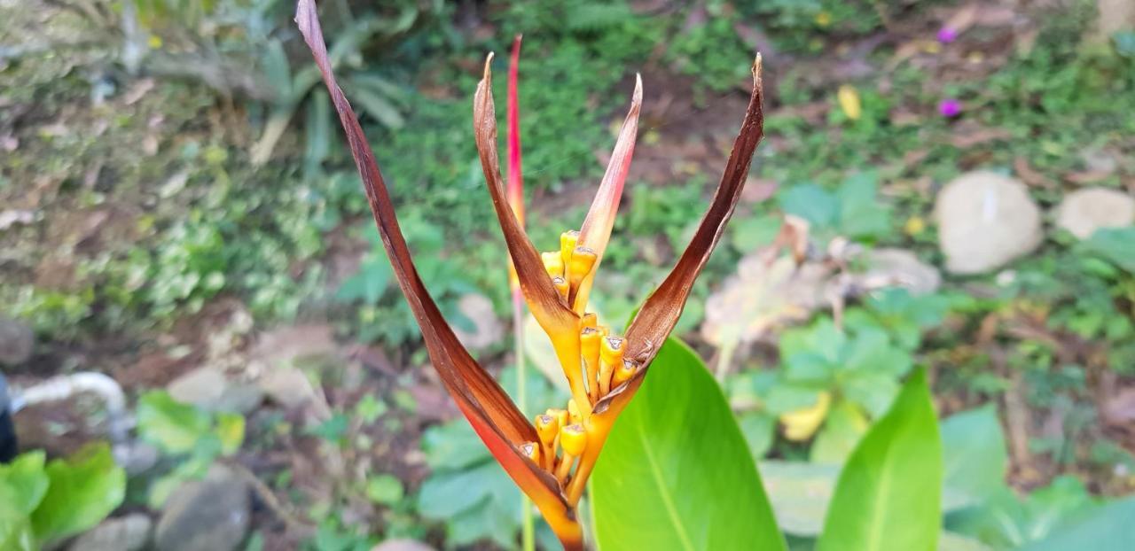 Vale Das Maritacas Teresopolis Villa Esterno foto